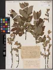 Foto von Salix cinerea L.